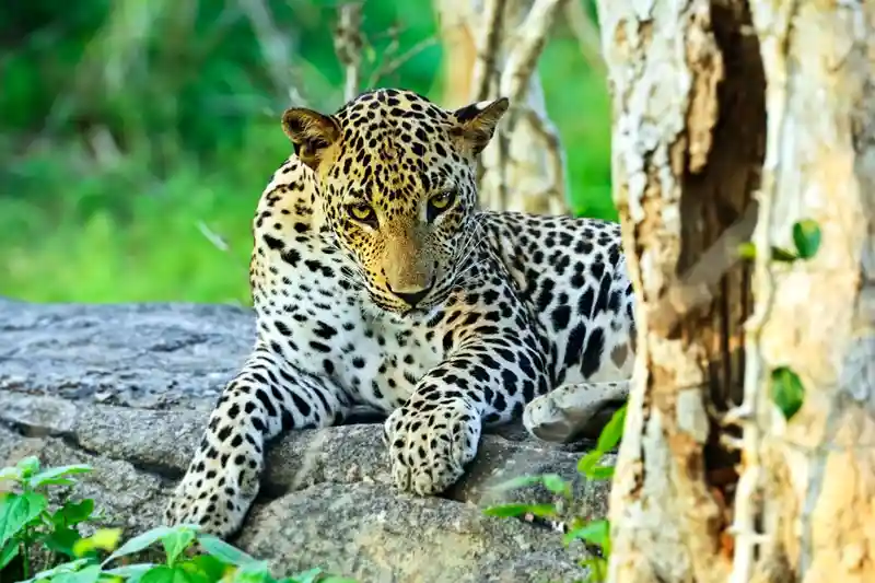 Ultimate Safari - 8 Days / 7 Nights Sri Lanka Tour Package